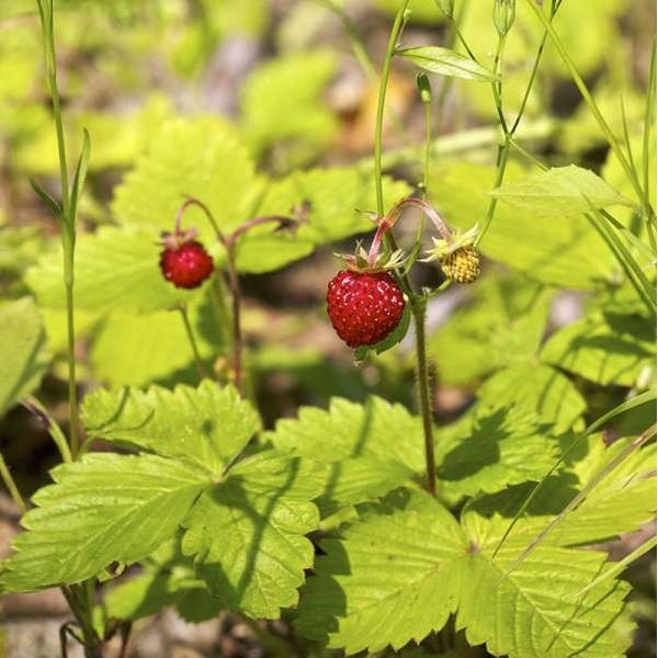 Walderdbeeren zwischen grünen Blättern