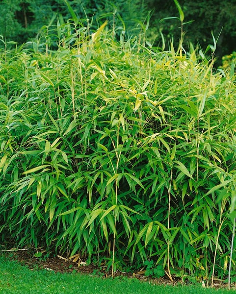 Pseudosasa japonica, Japanischer Pfeilbambus, 150–175 cm