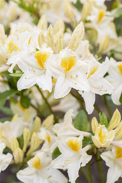Rhododendron luteum 'Persil', gelb-weiß, 30–40 cm