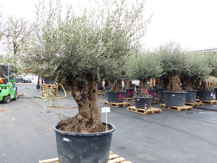 genau diesen Baum Nr. 5/J, 250 cm, Olivenbaum, knorrige alte urige Olive winterhart