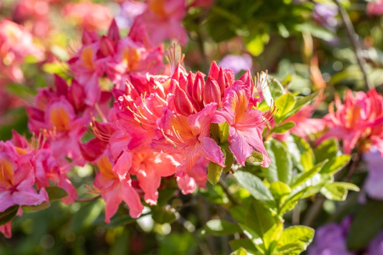 Rhododendron luteum 'Tunis', gelb, 40–50 cm