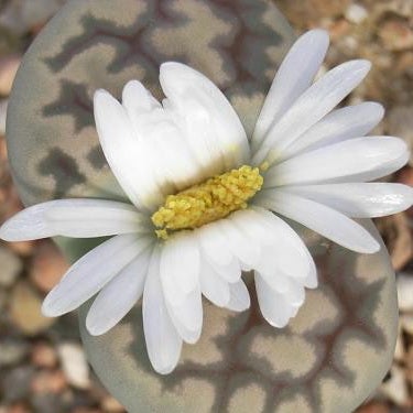 Lithops - Lebender Stein - mehrere Pflanzen im 8,5cm Topf