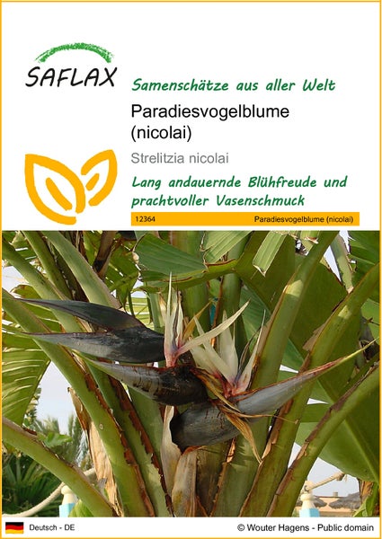 SAFLAX  - Paradiesvogelblume (nicolai) - Strelitzia nicolai - 5 Samen