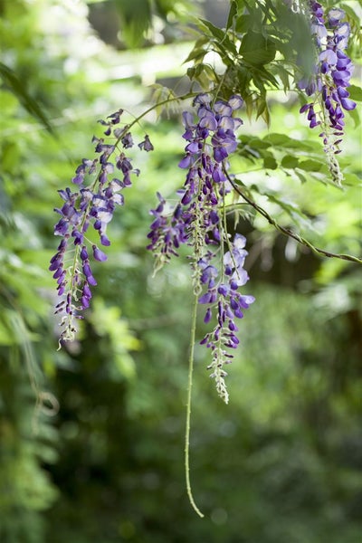 Wisteria floribunda, Japanische Blauregen, 40–60 cm, duftend