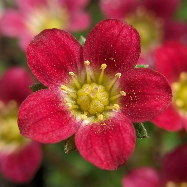 Nahaufnahme einer blühenden Saxifraga Steinbrech mit roten Blütenblättern und gelber Mitte.