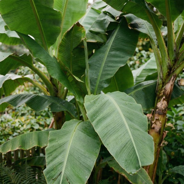 Bloomique - Musa basjoo - Gartenbanane - Japanische | HORNBACH