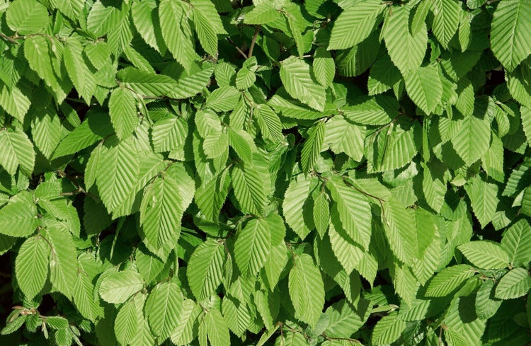 Carpinus betulus, Hainbuche, 80–100 cm