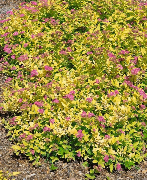 Spiraea japonica 'Golden Princess', Japanische Spiere, goldgelb, 20–30 cm