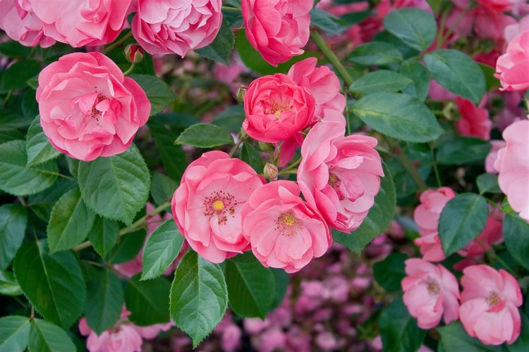 Rosa 'Angela', Beetrose, rosa, 5-7,5 Liter Container