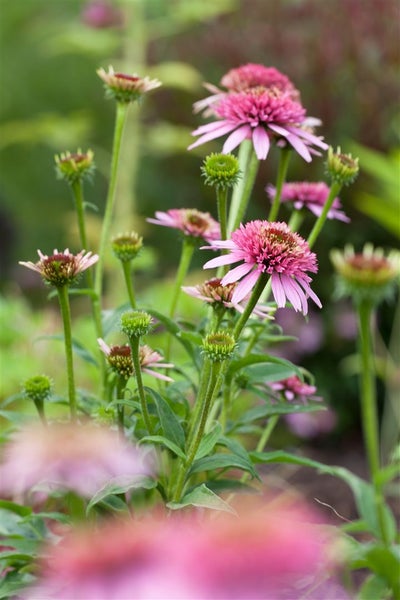 Echinacea purpurea, Sonnenhut, rosa, ca. 9x9 cm Topf