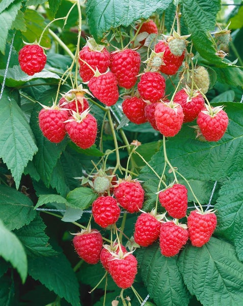 Rubus idaeus 'Polka' -S-, Himbeere, ertragreich, 40–60 cm