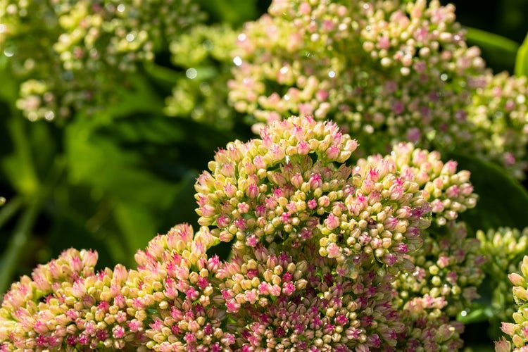Sedum spectabile 'Carmen', Fetthenne, rosa Blüten, ca. 9x9 cm Topf