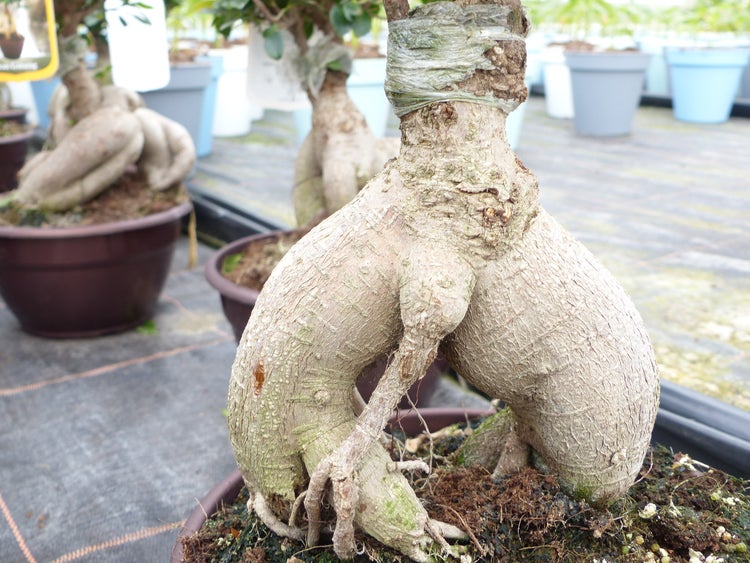 Ficus Ginseng Bonsai 43 - 45 cm Feng Shui Zimmerpflanze in Bonsaischale