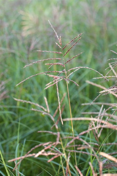 Gras mit Ähren im Garten