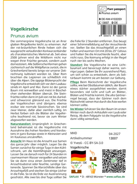 SAFLAX Garden to go - Vogelkirsche - Prunus avium - 10 Samen - Mit Topf, Klima - Deckel und Anzuchtsubstrat