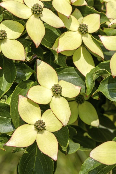 Cornus kousa chinensis 'Wieting's Select', Chinesischer Hartriegel, 60–80 cm