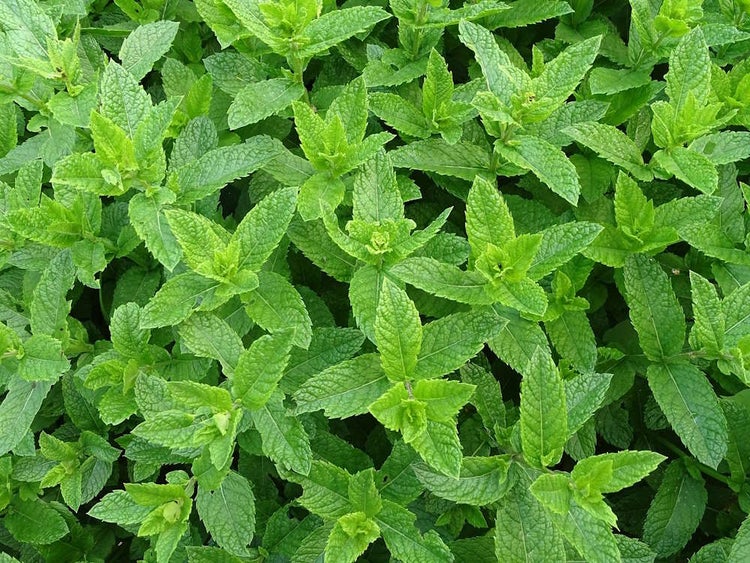 Kräuter-Set „Kräuter-Oase“, Bio-Jungpflanzen, Garten,  2x Bio-Koriander, 1x Bio-Petersilie glatt, 1x Bio-Nana Minze, 2x Bio-Thymian, 2x Bio-Kerbel, 2x Bio-Lavendel