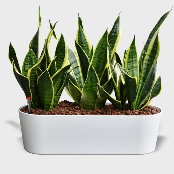 Büropflanzen Hydro Set Sideboard Sansevieria | 3er Hydrokultur Set mit Pflanzgefäß in weiß mit Gießhilfe| pflegeleichte Zimmerpflanzen