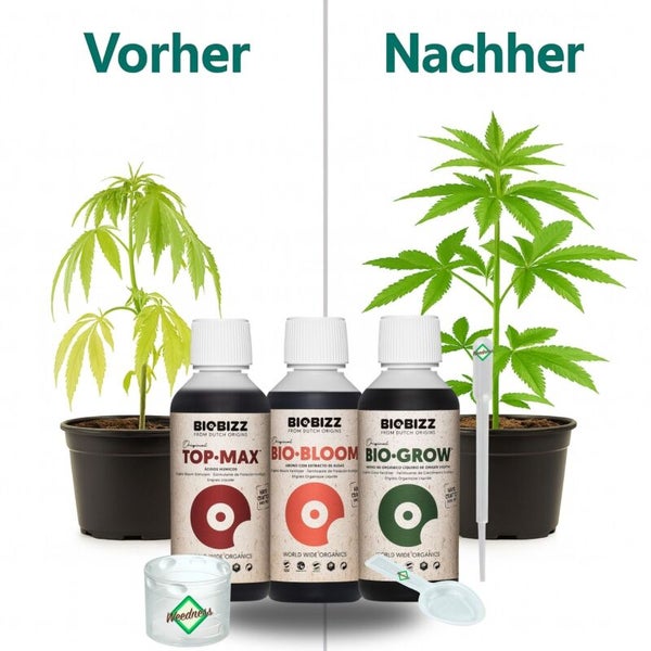 Biobizz Dünger Set mit Top-Max, Bio-Bloom und Bio-Grow. Vorher-Nachher Vergleich einer Hanfpflanze zeigt verbessertes Wachstum und Blattfarbe.