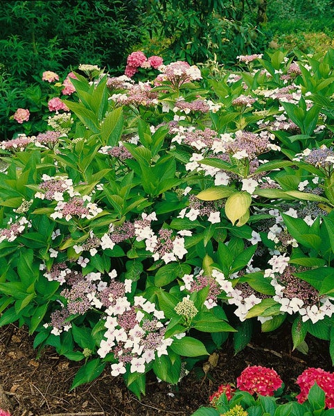 Hydrangea macrophylla 'Mariesii Perfecta', Bauernhortensie, blau, 40–60 cm