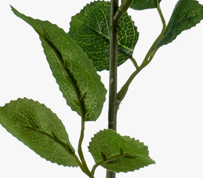 Haworthia limifolia Sukkulente im Terrakottatopf mit geriffelten Blättern.