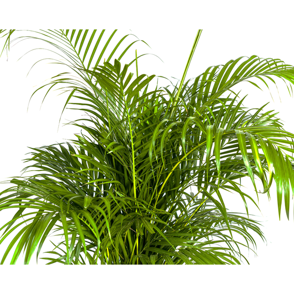 Areca-Palme als Zimmerpflanze