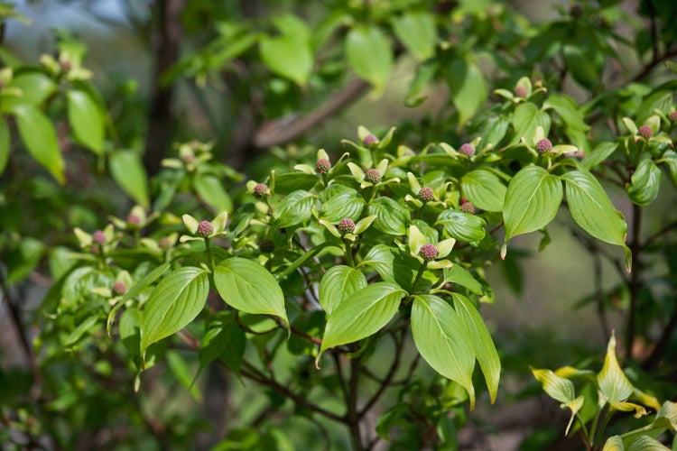 Cornus kousa chinensis 'China Girl', Chinesischer Blumen-Hartriegel, 60–80 cm