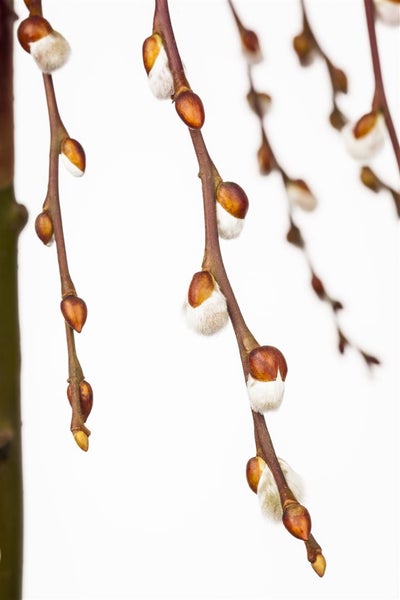 Salix caprea 'Pendula', Kätzchenweide, hängend, 150 cm Stammhöhe