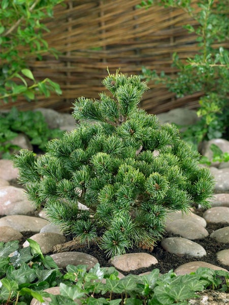 Pinus parviflora 'Hagoromo', Japanische Kiefer, 20–25 cm