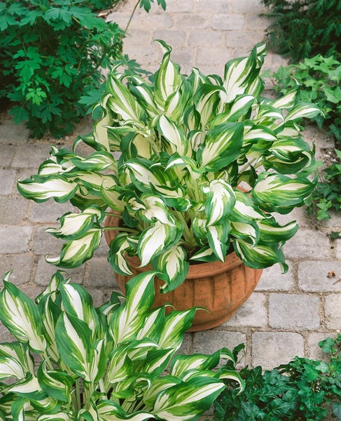 Hosta undulata 'Undulata', Funkie, grün-weiß, ca. 11x11 cm Topf
