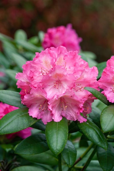 Rhododendron yakushimanum 'Polaris', rosa Blüten, 30–40 cm