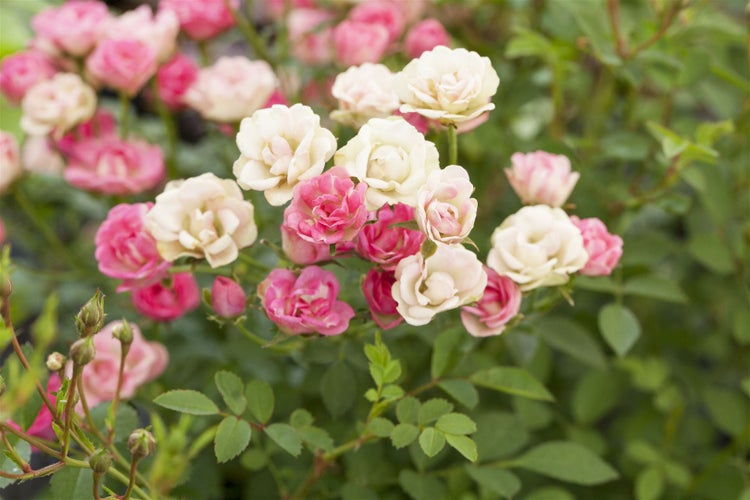 Nahaufnahme einer Gruppe Rosen mit Blüten und Knospen