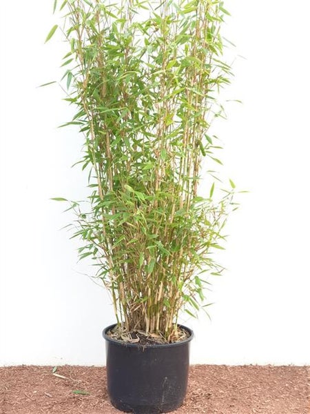 Bambuspflanze mit grünen Blättern in einem schwarzen Kunststofftopf.