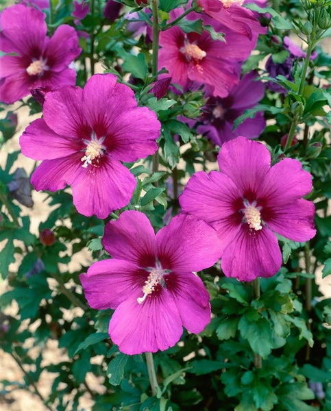 Hibiscus syriacus 'Russian Violet', Gartenhibiskus, violett, 80–100 cm