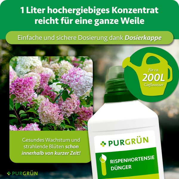 Eine Flasche PURGRÜN Rispenhortensien Dünger mit Dosierkappe für zweihundert Liter Gießwasser vor einem blühenden Hortensienstrauch.