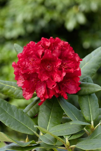 Rhododendron Hybr. 'Karl Naue', Rhododendron, 30–40 cm, rosa Blüten