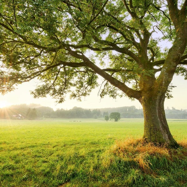 Landschaftsbild mit Baum auf einer Wiese