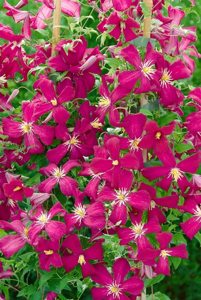 Clematis viticella 'Madame Julia Correvon', dunkelrot, 40–60 cm