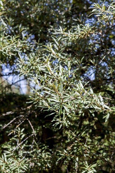 Hippophae rhamnoides, Sanddorn, 60–100 cm