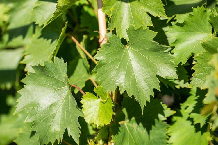 Vitis vinifera 'Bianca', Weinrebe, 80–100 cm