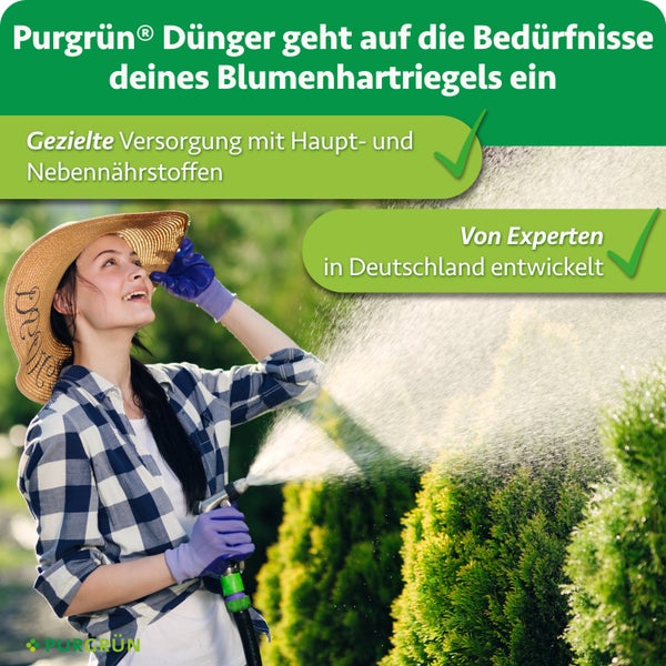 Eine junge Frau mit Gartenhut und Handschuhen bewässert Pflanzen im Garten, dazu Text über Purgruen Duenger für Blumenhartriegel.
