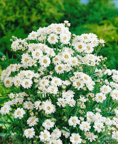 Achillea ptarmica, Sumpfschafgarbe, weiß, ca. 9x9 cm Topf