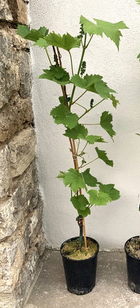 Junge Weinrebe im Kunststofftopf mit Rankhilfe vor einer Steinmauer