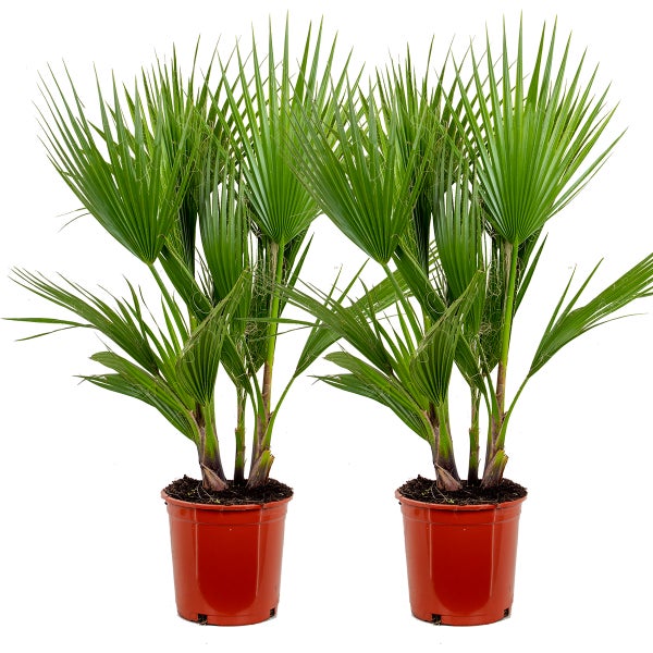 2x Washingtonia Robusta - Mexikanische Fächerpalme - Freilandpalme - Immergrün – ⌀21 cm - ↕80-100 cm