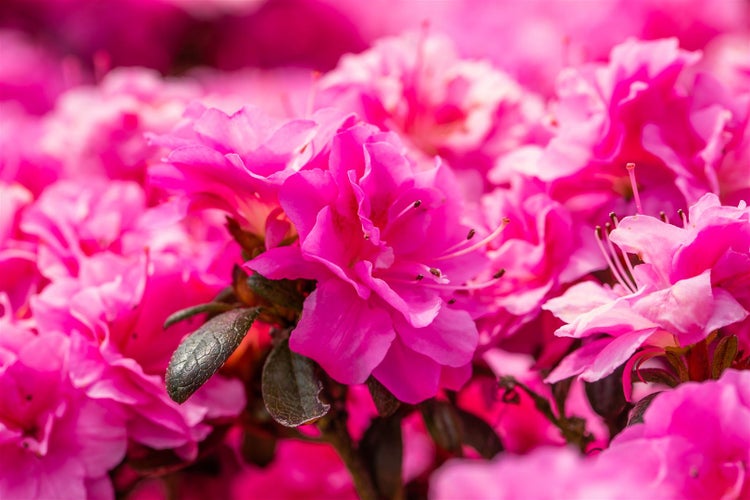 Rhododendron obtusum 'Rokoko', Azalee, rosa Blüten, 25–30 cm