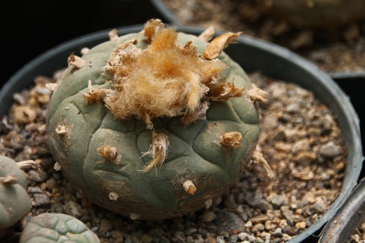 SAFLAX Garden to go - Peyotl Kaktus  - Lophophora williamsii - 20 Samen - Mit Topf, Klima - Deckel und Anzuchtsubstrat