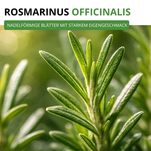 Rosmarin (Rosmarinus officinalis) mit nadelförmigen Blättern und starkem Eigengeschmack.