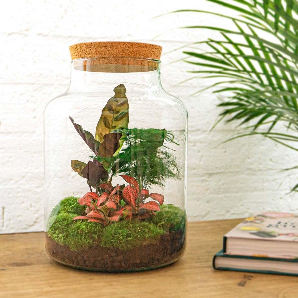 Flaschengarten Milky DIY Pflanzenterrarium  30 cm mit Calathea-Pflanze incl. Rechen, Schaufel, Pinzette und Schere