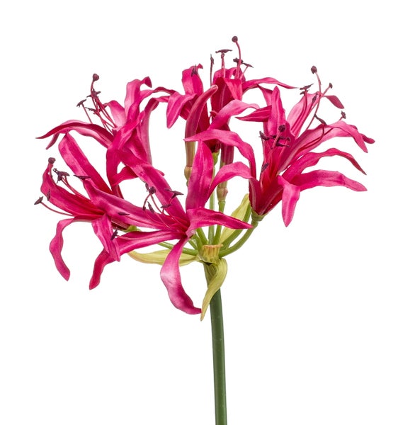 Künstliche pinkfarbene Nerine am Stiel mit mehreren Blütenköpfen und langen Staubblättern.