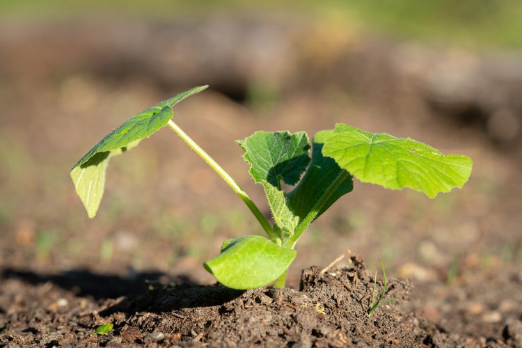 SAFLAX Garden to go - BIO - Kürbis - Hokkaido - Cucurbita maxima - 5 Samen - Mit Topf, Klima - Deckel und Anzuchtsubstrat